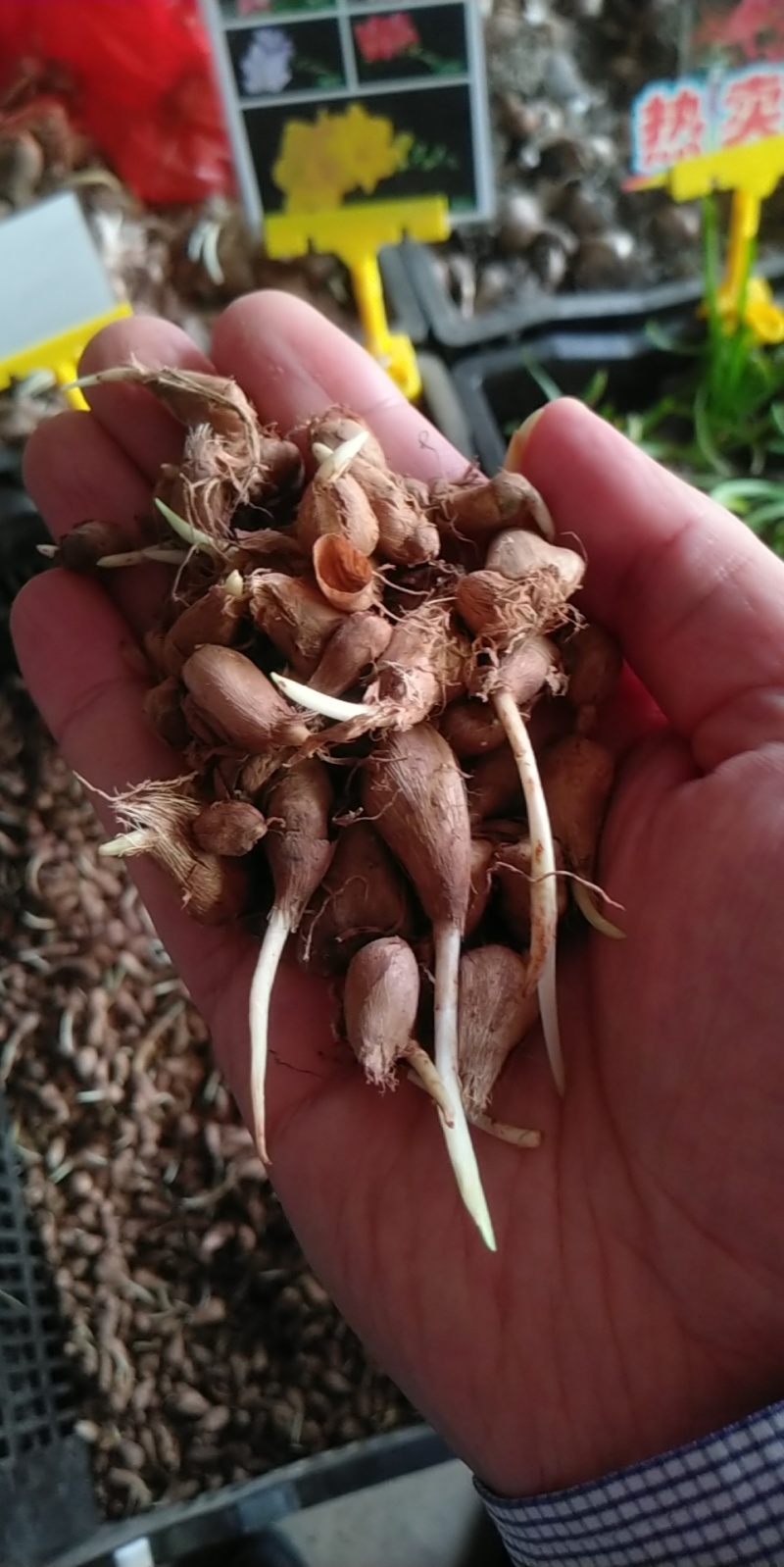 香雪兰种球香雪球小苍花多年生球根草本花卉量大优惠