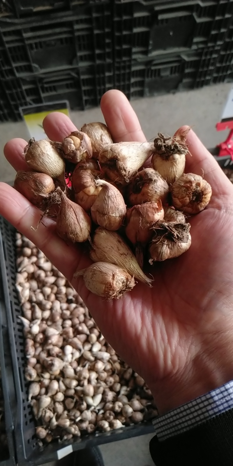 香雪兰种球香雪球小苍花多年生球根草本花卉量大优惠