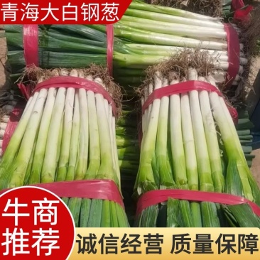 【产地好货】青海大白钢葱大量上市支持视频看货欢迎咨询