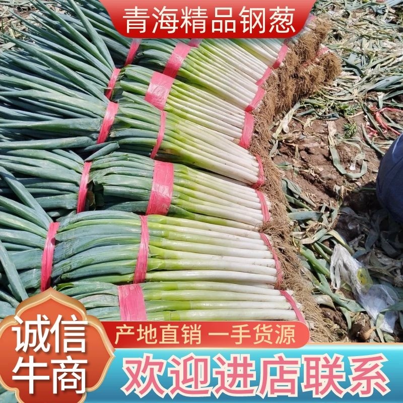 精品钢葱新鲜出炉！产地直销大量供货欢迎咨询选购