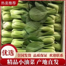 邯郸精品小油菜产地直供品质量保证欢迎来电咨询合作