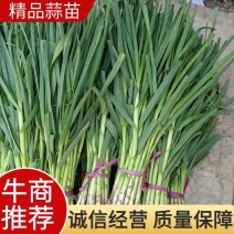 邯郸精品蒜苗欢迎来电咨询保证质量产地直销
