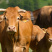 杂交牛杂交黄牛三元杂交牛手续齐全厂家直供免费送