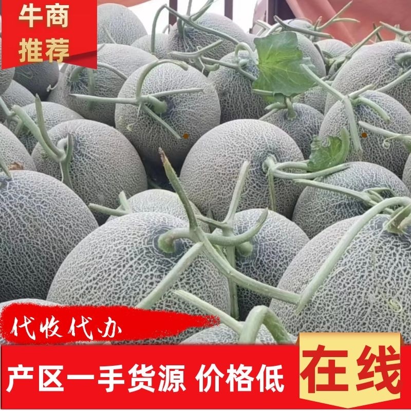 晓蜜25哈密瓜海南蜜瓜基地直供量大从优