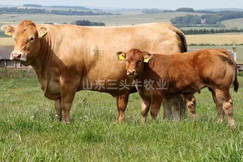 肉牛牛犊鲁西黄牛手续齐全厂家直供免费送货到家