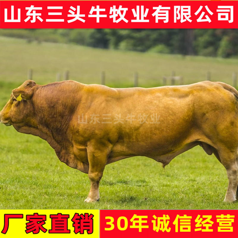 肉牛牛犊鲁西黄牛手续齐全厂家直供免费送货到家
