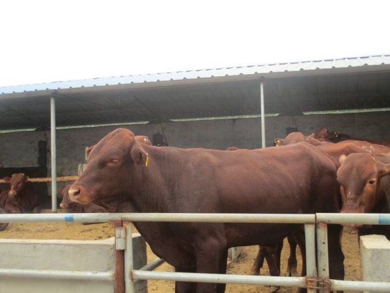 肉牛犊手续齐全厂家直供免费送货到家