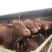 肉牛犊手续齐全厂家直供免费送货到家