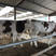 肉牛西门塔尔牛牛犊手续齐全厂家直供免费送货到家