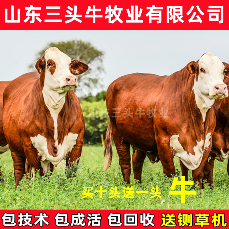 肉牛西门塔尔牛牛犊手续齐全厂家直供免费送货到家