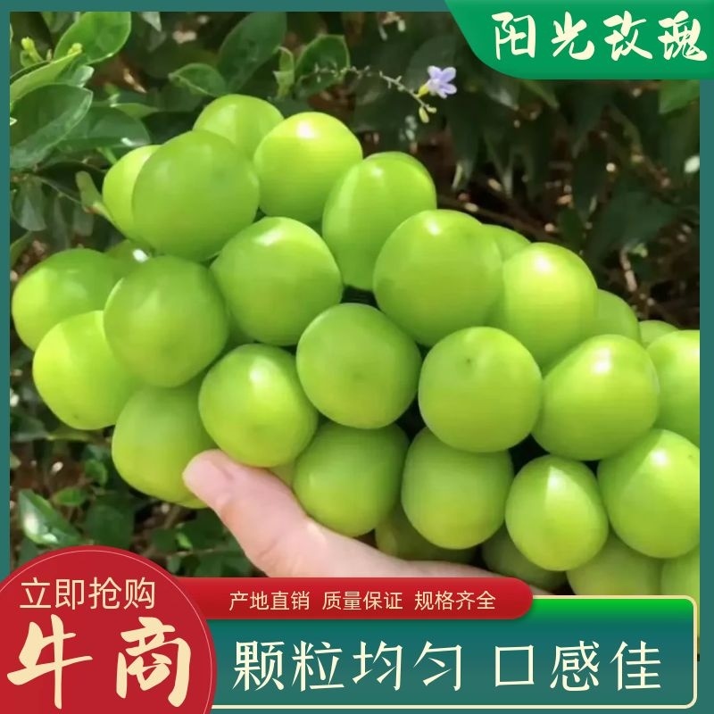 陕西省大荔县葡萄阳光玫瑰，甜甜的，颗粒大，产地
