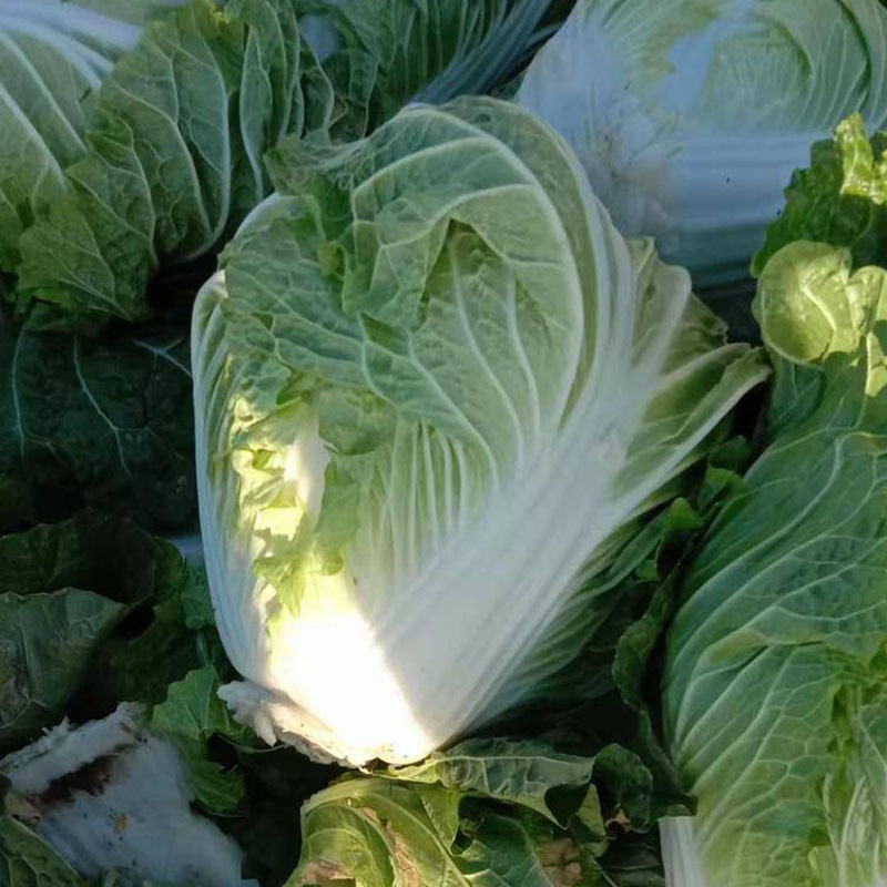 西星小包白菜种子结球快白菜杂交矮桩率高球锥形秋季白菜