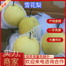 【精品】雪花梨，规格齐全，价格实惠适合电商批发超市产直发