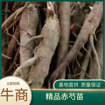 芍药，纯正菏泽产地赤芍苗出售，质量纯正，产地直销