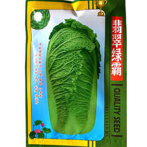 北京三号种子翡翠绿霸青麻叶抗病强大白菜种子高产