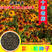 黑心菊种子金菊花蜂窝菊种子四季易种庭院阳台种子景观花海