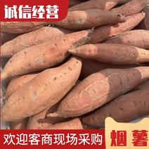 【凌海红薯】辽宁地区烟薯大量出货，欢迎各地客商现场采购