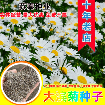大滨菊种子大白菊西洋滨菊种子四季易种庭院阳台种子