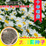 大滨菊种子大白菊西洋滨菊种子四季易种庭院阳台种子
