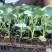耐寒优秀西兰花苗穴盘西兰花苗青花菜苗耐低温