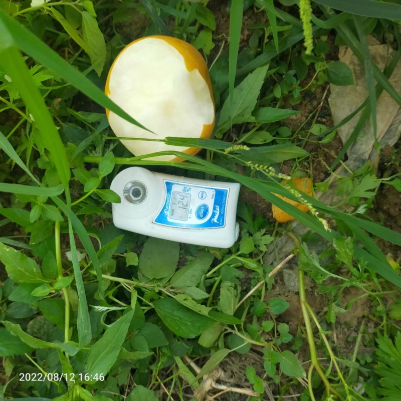 精品园黄梨，果面干净货源充足对接全国电商平台，市场货