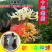 彼岸花种子曼珠沙华盆栽彼岸花种球石蒜花室内四季种花
