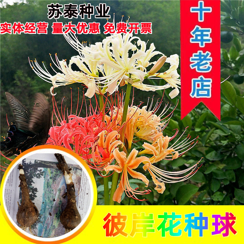 彼岸花种子曼珠沙华盆栽彼岸花种球石蒜花室内四季种花