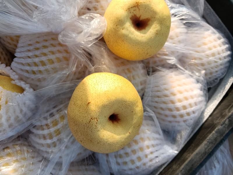 【精选货源】砀山酥梨诚信经营质量保证基地供货市场电商