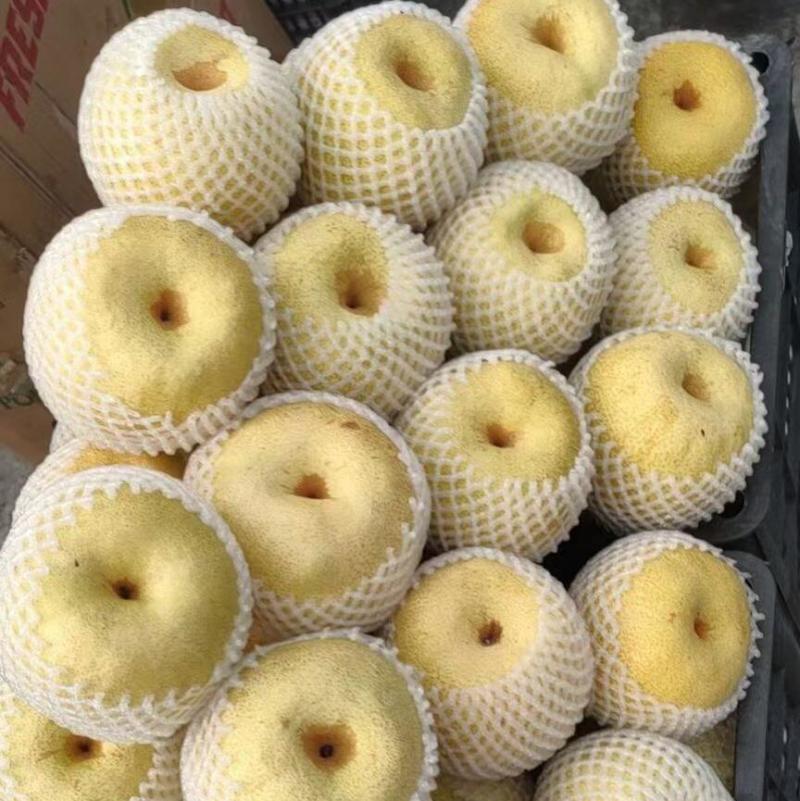 【精选货源】砀山酥梨诚信经营质量保证基地供货市场电商