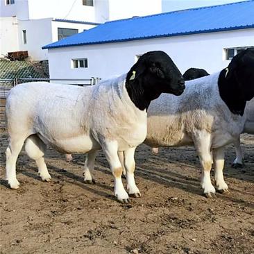 杜泊绵羊纯种杜波绵羊手续齐全厂家直供免费送货