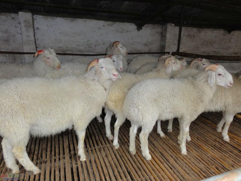 小尾寒羊羊羔手续齐全厂家直供免费送货买10送1