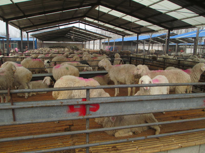 小尾寒羊羊羔手续齐全厂家直供免费送货买10送1