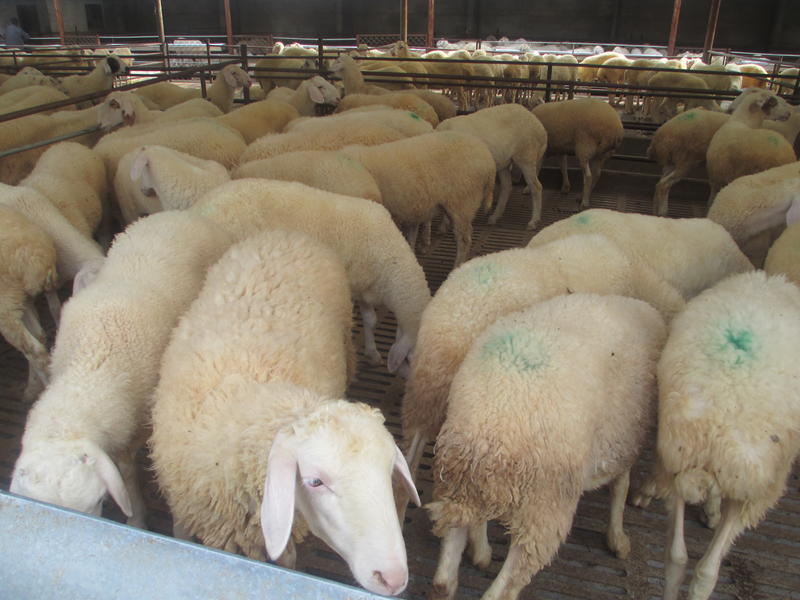 湖羊湖羊羊羔手续齐全厂家直供免费送货买十送一