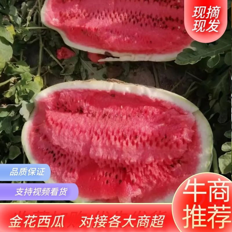 【实力供应】定边金花一号西瓜基地直发全国发货🍉