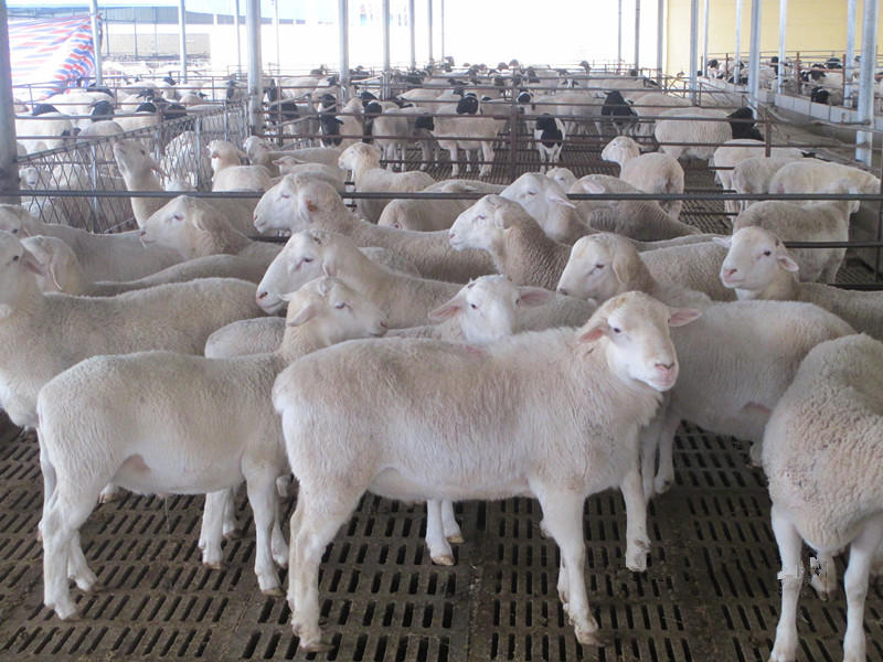 羊羔杜波绵羊手续齐全厂家直供免费送货买10送1