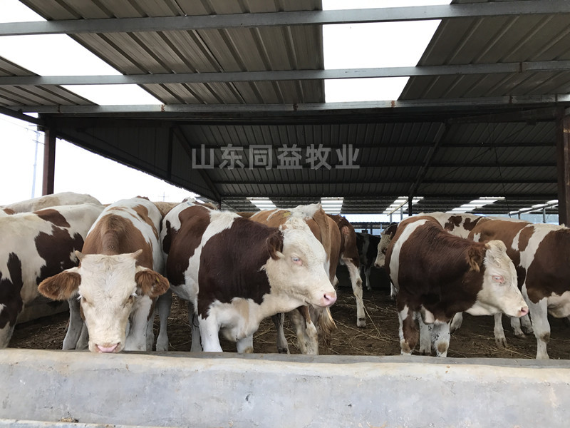 牛犊西门塔尔牛犊手续齐全厂家直供免费送货