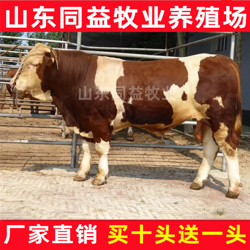 牛犊西门塔尔牛犊手续齐全厂家直供免费送货