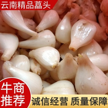 云南藠头藠头，产地直销一手货源，现挖现发量大从优