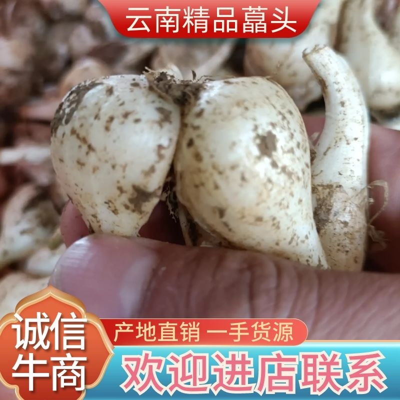 云南高山旱地藠头，精品藠头商品货个头紧实，藠头圆头独果。