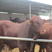 肉牛利木赞牛手续齐全厂家直供免费送货买10送1