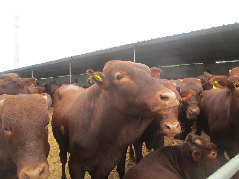 肉牛利木赞牛手续齐全厂家直供免费送货买10送1