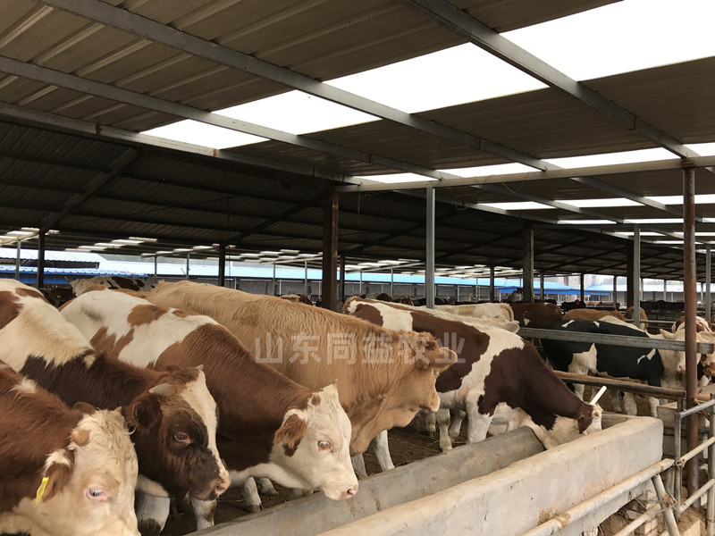 牛犊西门塔尔牛手续齐全厂家直供免费送货买10送一