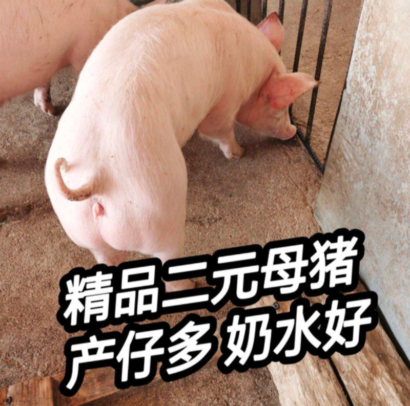 优良仔猪【三元仔猪】猪场直供防疫严格送猪到家放心选购
