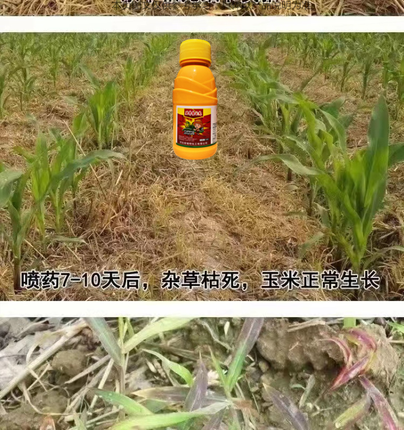 玉米苗后除草剂玉米专用除草剂玉米除草剂烟嘧磺隆莠去津硝磺