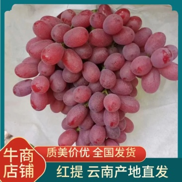 云南精品红提葡萄基地直发品质保证一手货源电联