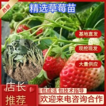 红颜隋株种植基地脱毒草莓苗章姬宁玉越秀现挖现卖死苗补发