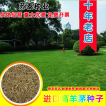 高羊茅种子草坪种子，绿化护坡耐寒多年生进口草籽