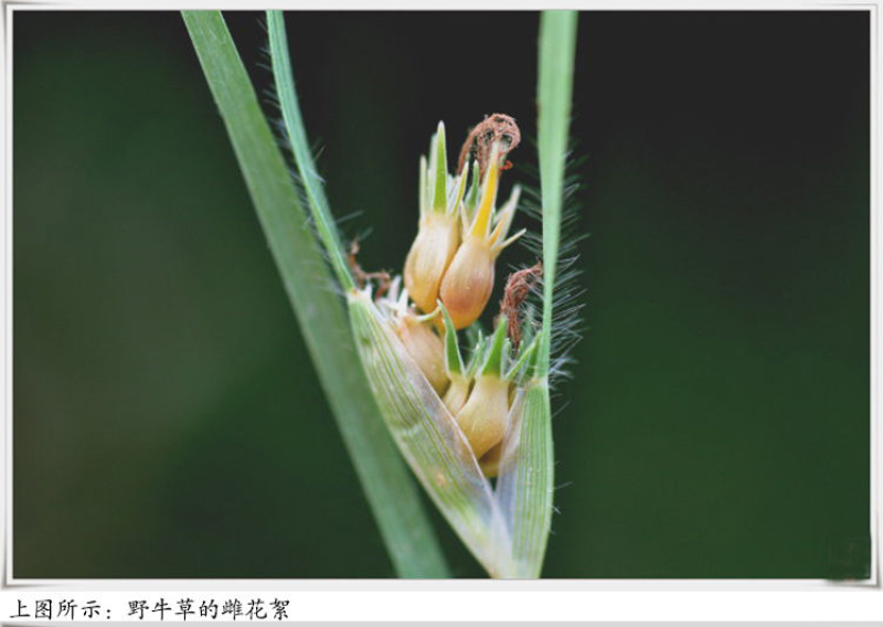 野牛草草种草坪种子固坡护土耐旱耐寒种子量大优惠