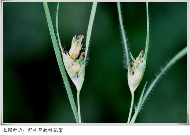 野牛草草种草坪种子固坡护土耐旱耐寒种子量大优惠