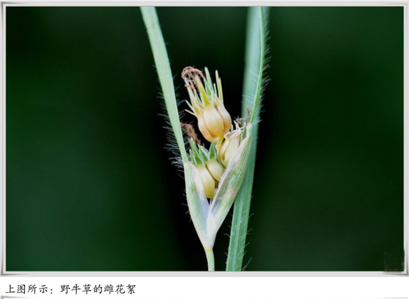 野牛草草种草坪种子固坡护土耐旱耐寒种子量大优惠